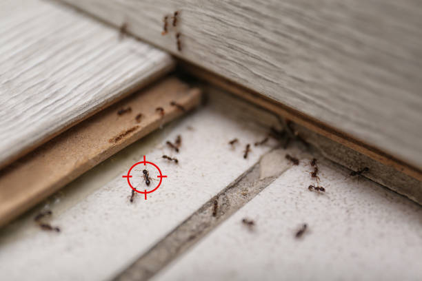 Best Exterminator Services  in Baldwinville, MA